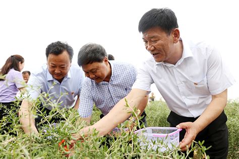 中宁县鸣沙镇打造独具特色的富硒水稻示范镇-宁夏新闻网