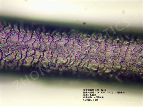 头发丝的鳞片观察（金相显微镜观察篇）-深圳市众寻光学仪器有限公司