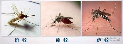 O型血的人更招蚊子？提醒：比起血型，这5类人更容易被“盯上”|蚊子|血型|二氧化碳_新浪新闻