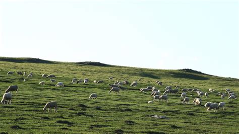 牛羊满山坡,草原风光,自然风景,摄影,汇图网www.huitu.com