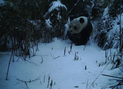 野生大熊猫再次现身四川 保护区：8台相机拍到熊猫 看上去状况极佳