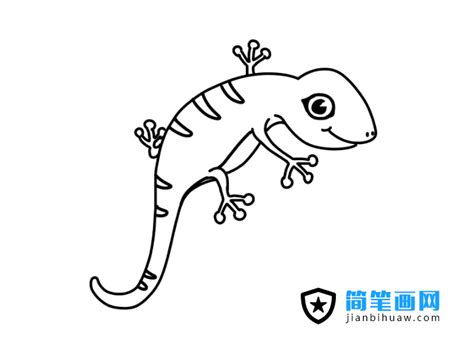 小壁虎图片
