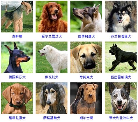 狗狗品种大全，看看你认识几种？|狗狗|品种|纯种_新浪新闻