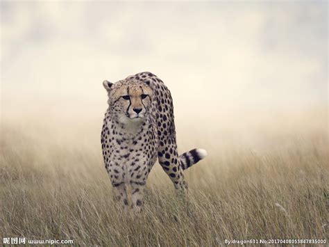 来自非洲的猎豹，只会喵喵叫~ - 360娱乐，你开心就好