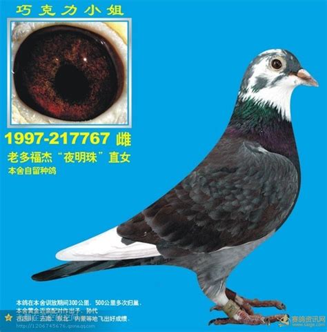 世界十大名鸽图片欣赏,的五大鸽系,名鸽超级种雌图片(第23页)_大山谷图库