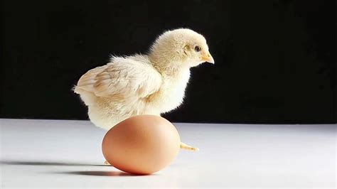 广东人能有多爱吃鸡，每年要吃掉8亿只，“没有一只鸡可以活着离开广东”|广东_新浪新闻