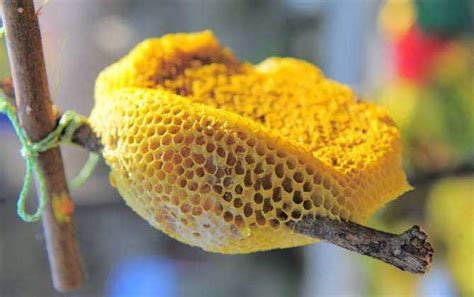 90年前两箱“进口”蜜蜂到了桐庐 如今迎来国内首个“蜜蜂小镇”_杭州网