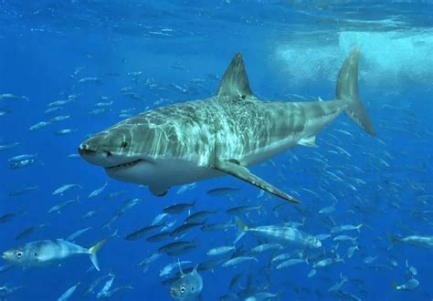 吃大白鲨网红或面临10年以上刑罚 警方认定网红用濒危大白鲨做美食|大白|鲨网-滚动读报-川北在线
