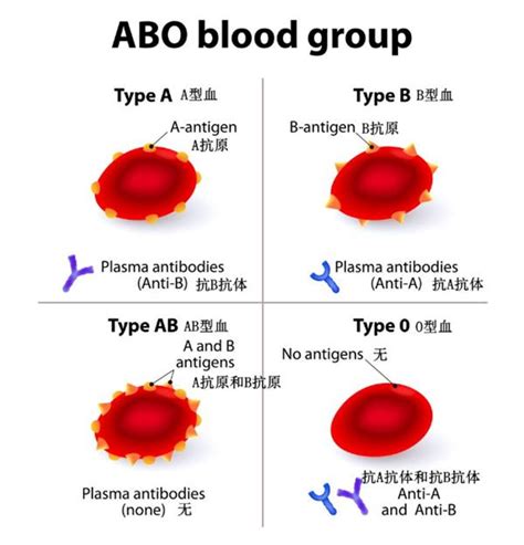 父母血型与孩子血型对照表 所以同一个血型可能对应着多个