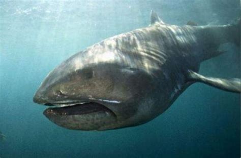 鲨鱼居然长着六个脑袋，科幻惊悚恐怖电影_腾讯视频