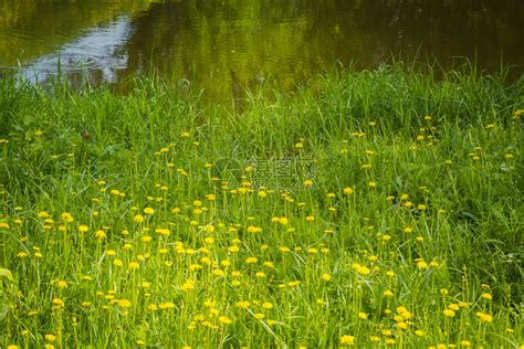 阳光明媚的草地有黄色花朵高清图片下载-正版图片303384330-摄图网