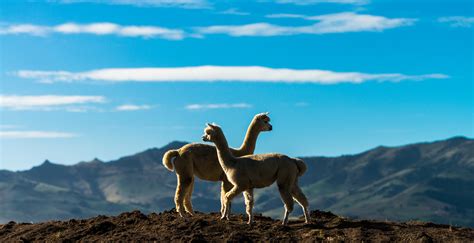 【莎玛拉羊驼牧场（Shamarra Alpaca Farm）摄影图片】基督城风光摄影_新西兰南岛风光摄影_太平洋电脑网摄影部落