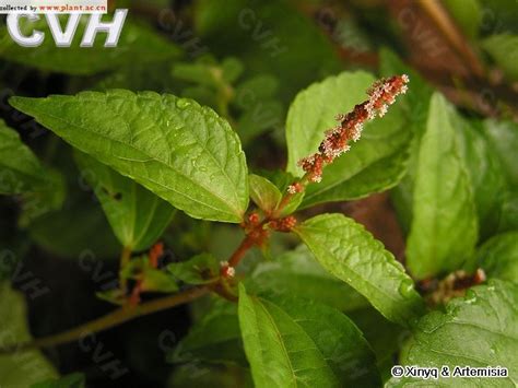 铁苋菜图片