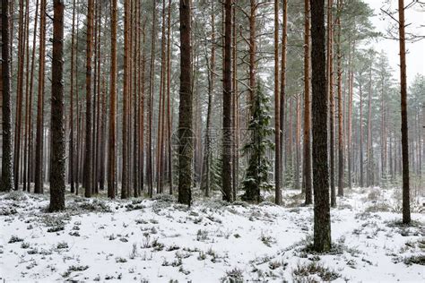 拉脱维亚森林中寒冷的秋日高清图片下载-正版图片505328898-摄图网