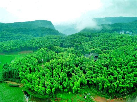 纳溪区护国镇德红村红岩子茶山 图片 | 轩视界