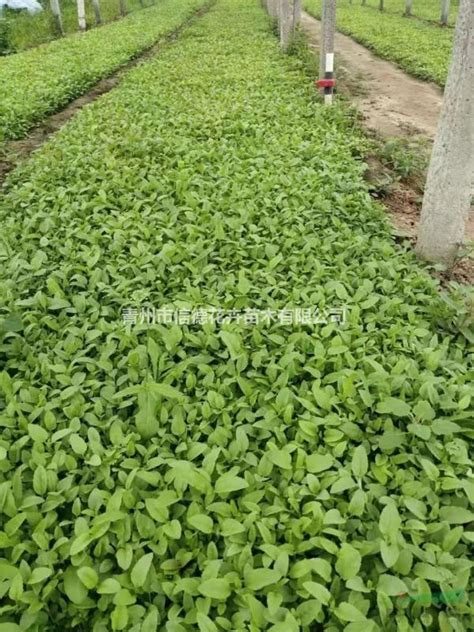 穗花婆婆纳盆栽苗，基地直发，一手货源，价格，批发，庭院景观_青州市信德花卉苗木有限公司_园林网