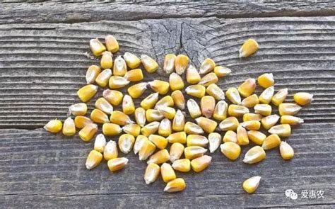 【爱惠农】保证秋天能丰收的玉米种子应该具备哪些“特点”