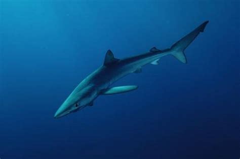 遇见虎头鲨 – 深海里的鱼
