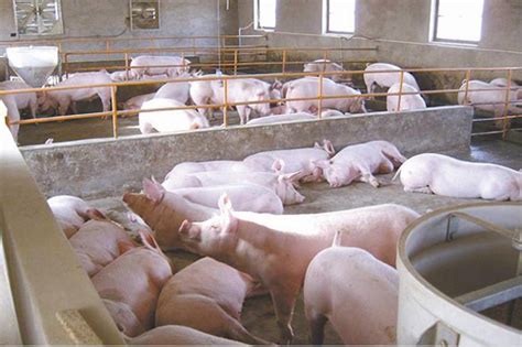 养猪场养猪业的幼猪高清图片下载-正版图片503770534-摄图网