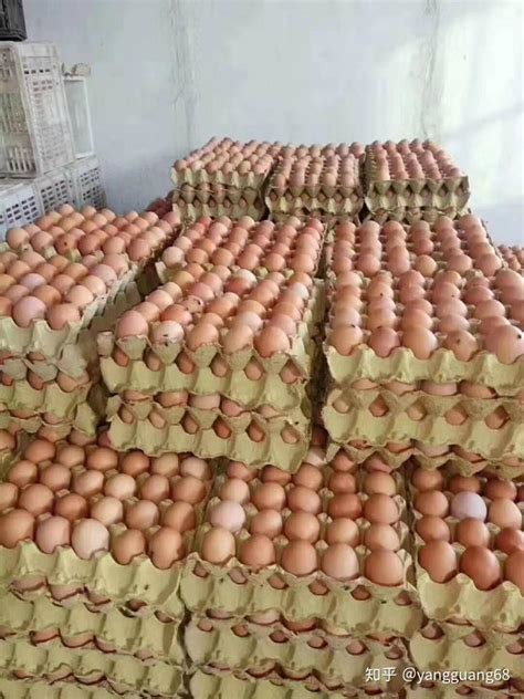蛋鸡产小蛋吃什么 鸡产小蛋用什么 鸡生的蛋很小 - 知乎