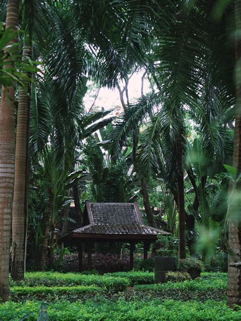 西双版纳热带植物园雨林旅游景点景点推荐景点景点-能去哪