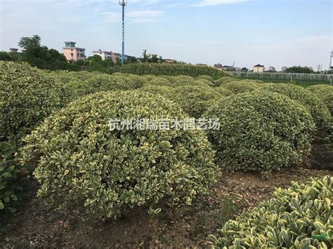 供应金边黄杨_高度90公分_杭州种植地_冠幅120公分 | 杭州湘瑞苗木园艺场