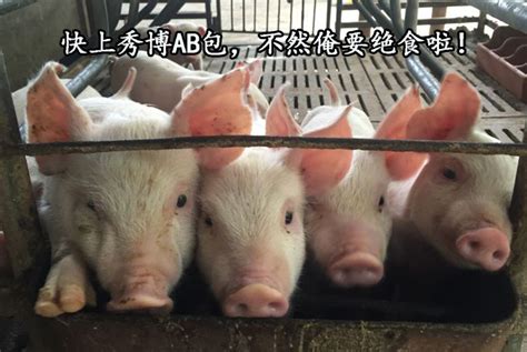 博高猪价，肉猪提前1个月出栏的关键竟然在这_广东省饲料行业信息网