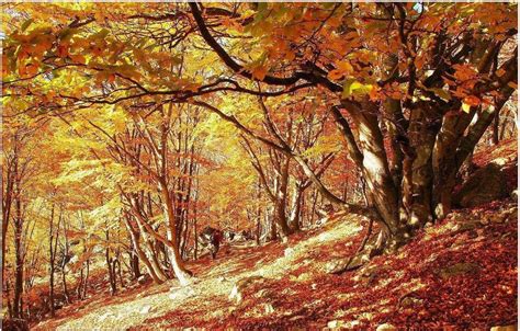 秋季秋天的落叶叶子公园太阳森林丰富多彩图片免费下载_自然风景素材免费下载_办图网