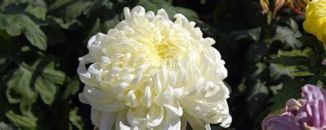 菊花中最珍贵的品种 菊花中最珍贵的品种是什么品种_知秀网