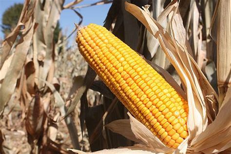 8月玉米价格缓跌是主流！9月有望开启“暴涨”！