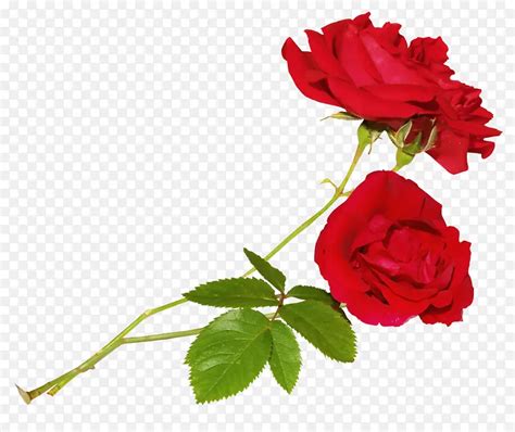 红色玫瑰花素材两朵玫瑰花PNG图片素材下载_图片编号yarppmjb-免抠素材网