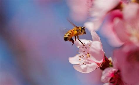 赞美蜜蜂的诗句经典（蜜蜂采花的优美句子） | 一夕网