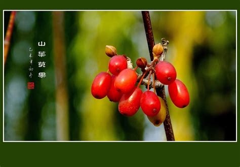 山茱萸的形态特征及其生长习性-168鲜花速递网