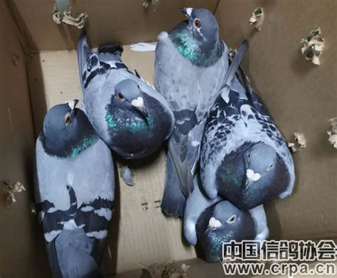 一只鸽子竟让四人进了看守所 杭州民警破获上万元信鸽被盗案-中国网