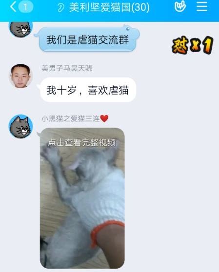 大学生虐猫被曝光后：虐猫群微博引流，有人称“最想虐婴儿”_新闻频道_中国青年网