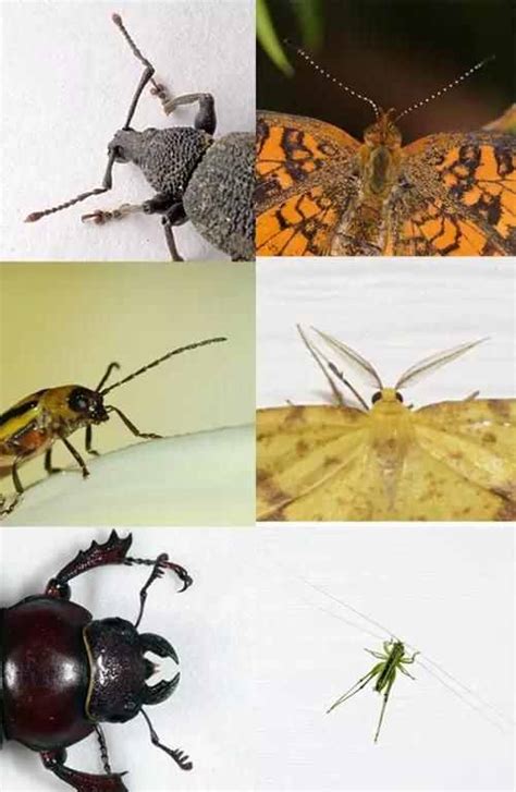 昆虫的特征 昆虫有哪些基本特征_华夏智能网