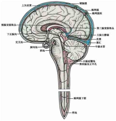 脑脊液及其循环—系统解剖(图文)