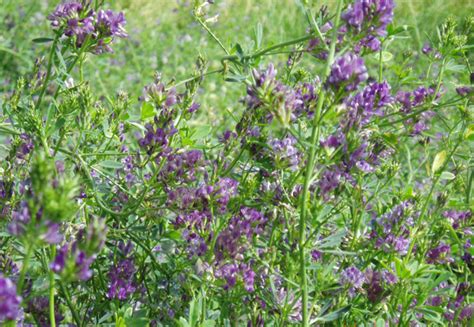 一亩紫花苜蓿养多少羊 | 农人网