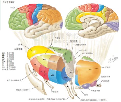 学霸和学渣的真正区别在于…当然是脑子啊！| 研究智商-心理学文章-壹心理