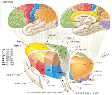 脑结构图解剖图图片