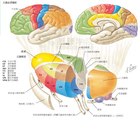 带你入门跨学科领域——认知神经科学 | 集智俱乐部