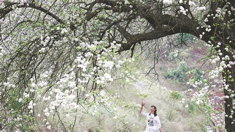 有一种生活叫在云南：春风十里，我在文山等你-云南省林业和草原局-关注森林网