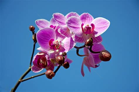 粉红色兰花合起来天空树叶粉色植物群蓝色高清图片下载-正版图片320817904-摄图网