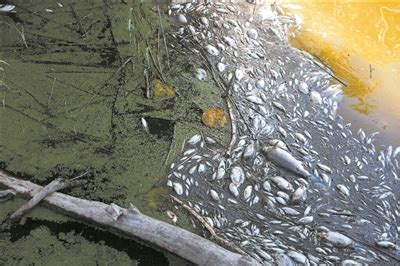 广州一鱼塘几天内死鱼2万斤 靠近无牌无证垃圾场-搜狐新闻