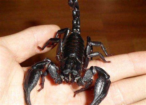 雨林蝎怎么繁殖多大能繁殖繁殖时会怎么样 雨林蝎吃什么能活多久