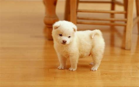 怎么给白色的小狗取名字 纯白狗狗起名