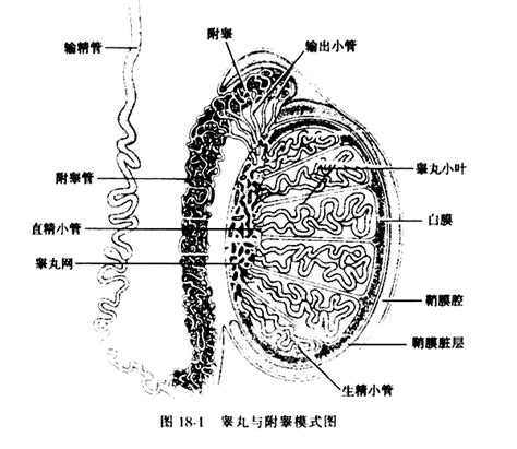 牛睾丸图片