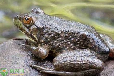 一种新型的牛蛙绿色生态无抗养殖方法与流程