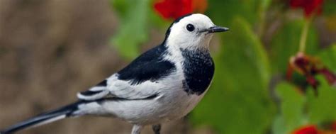 观鸟入门｜城市常见鸟类50种（江苏常州篇） - 常州野鸟会