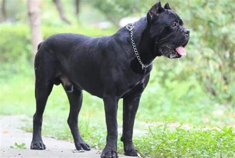世界上著名的二十种超大型狗，你认识多少？ - 知乎